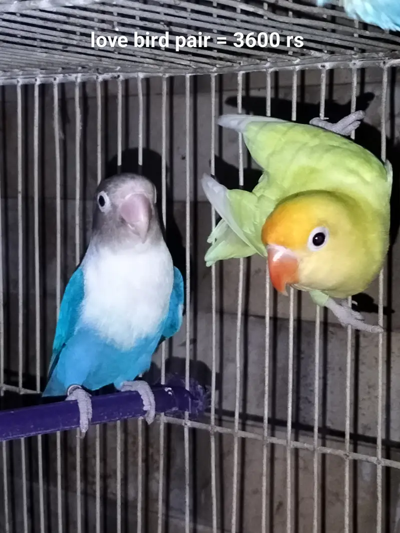 Cage and parrots/birds for sale (setup for sale) — photo 5