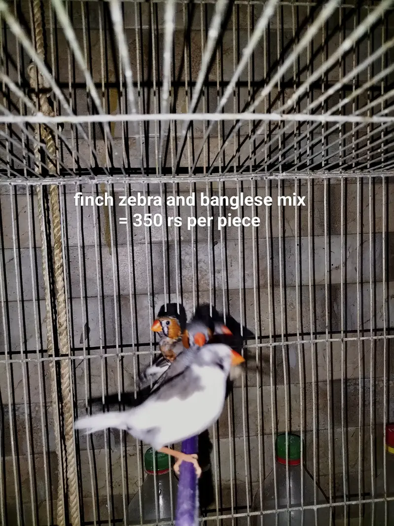 Cage and parrots/birds for sale (setup for sale) — photo 6