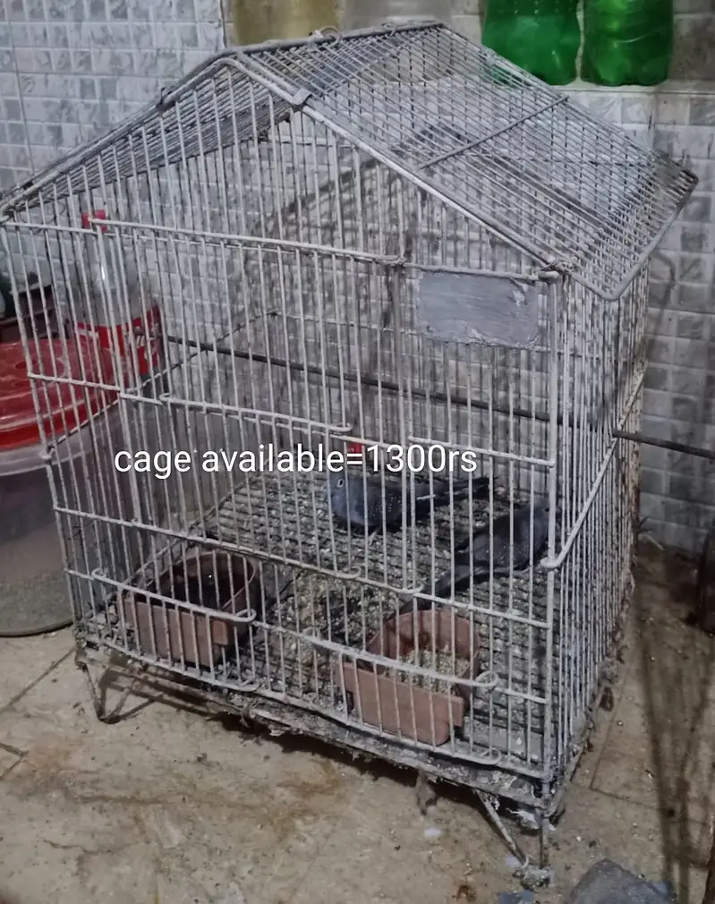 Cage and parrots/birds for sale (setup for sale) — photo 8