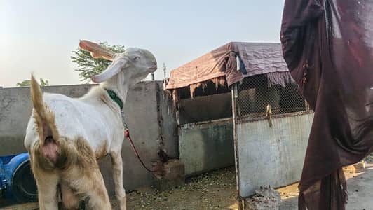 pure rajanpuri gulabi bakra for sale
