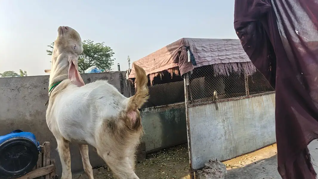 pure rajanpuri gulabi bakra for sale — photo 2