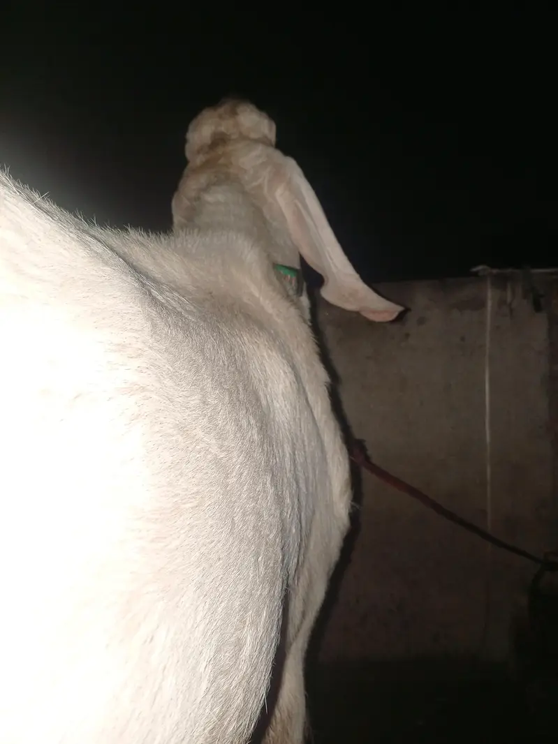 pure rajanpuri gulabi bakra for sale — photo 3