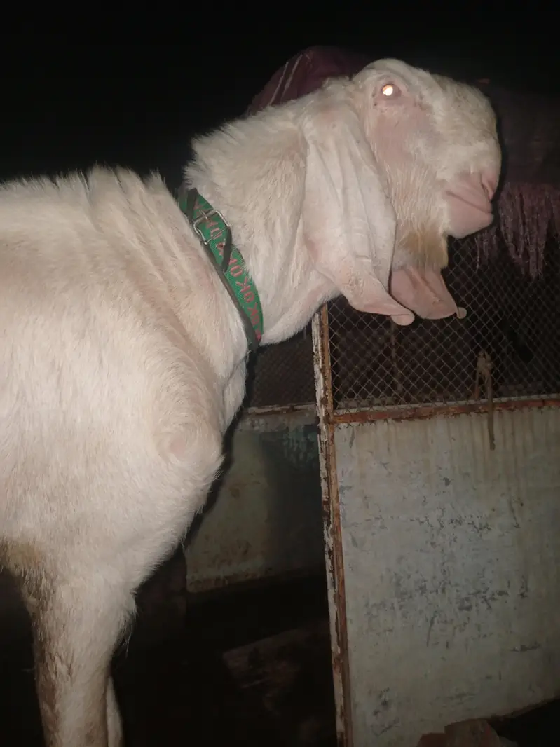 pure rajanpuri gulabi bakra for sale — photo 4