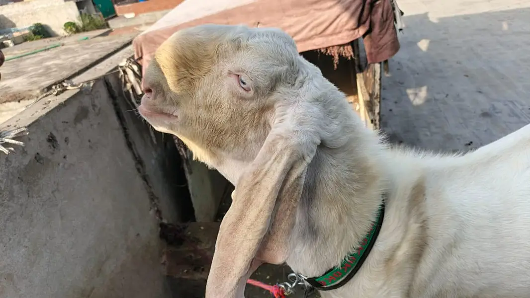 pure rajanpuri gulabi bakra for sale — photo 5