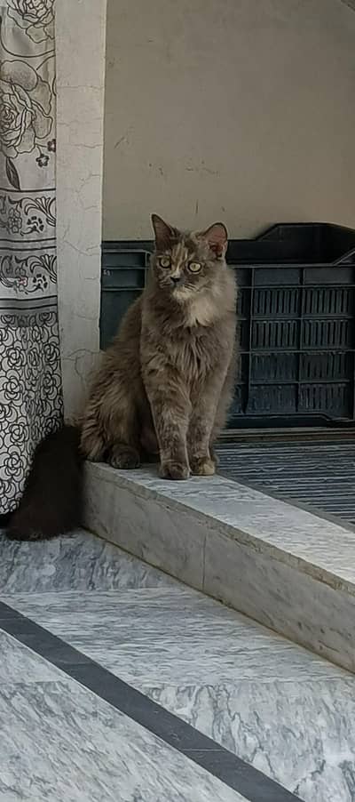 Breeder female for sale