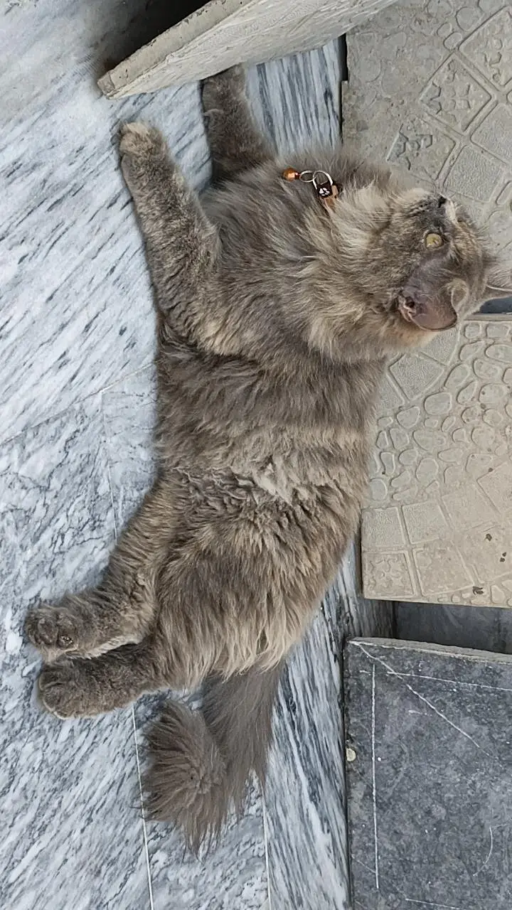 Breeder female for sale — photo 4