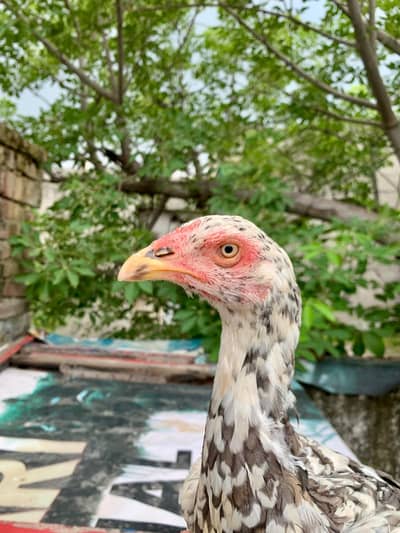 Cheeni Aseel Female