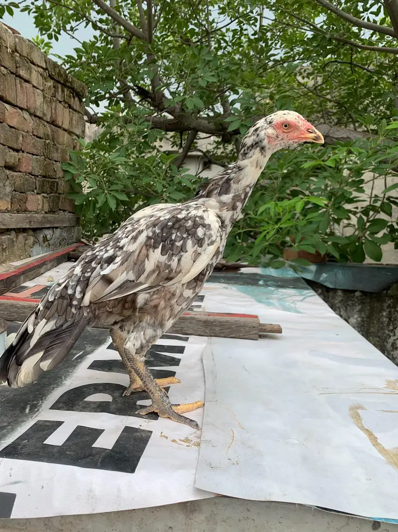 Cheeni Aseel Female — photo 2