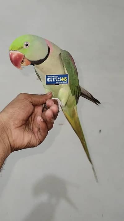 Raw Male talking and tamed 0 bite