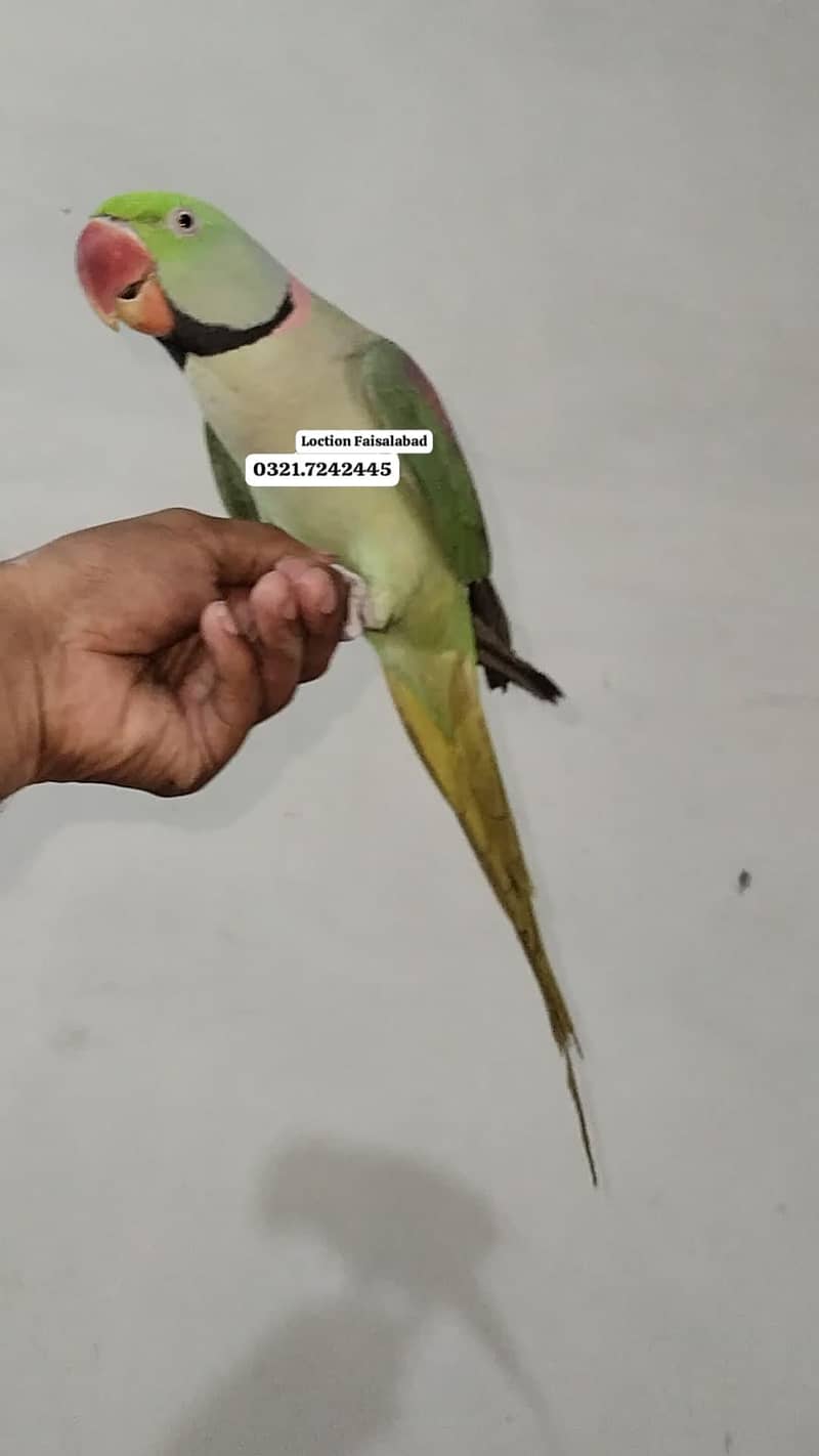 Raw hand tamed parrot 0 bite 1