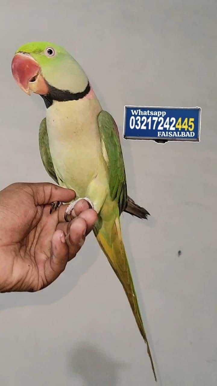 Raw hand tamed parrot 0 bite 3