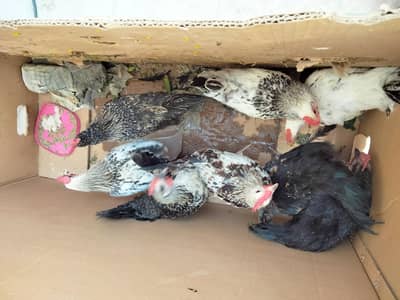 chicks