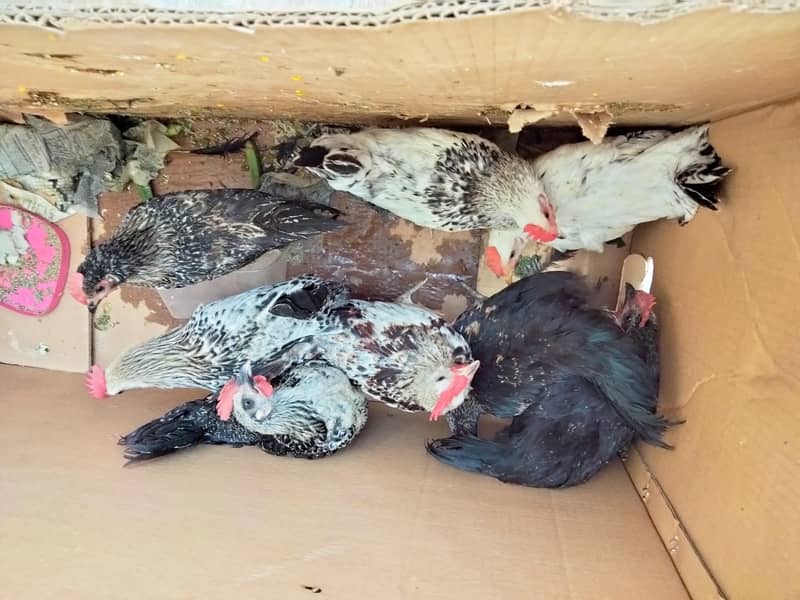 chicks 1
