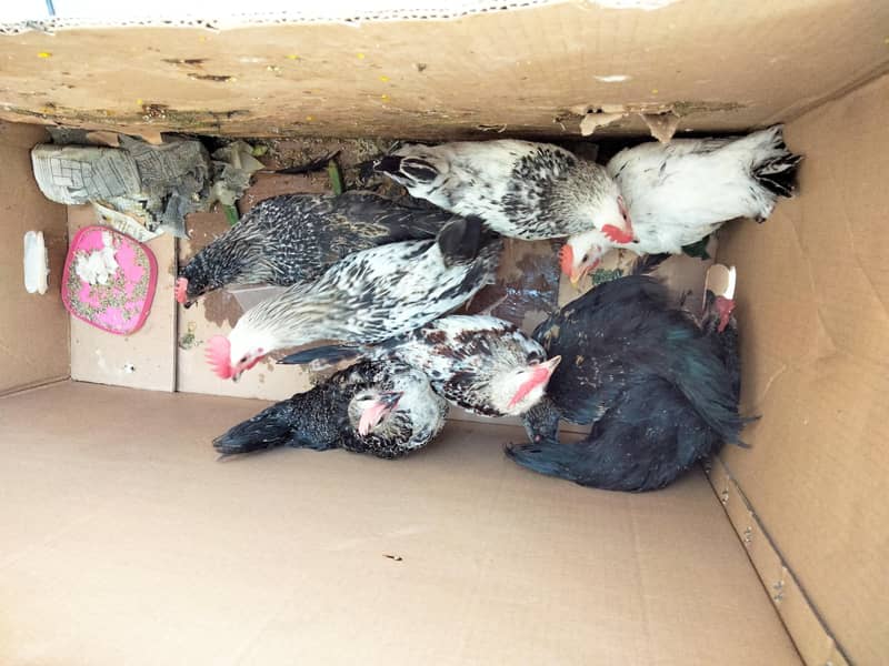 chicks 2