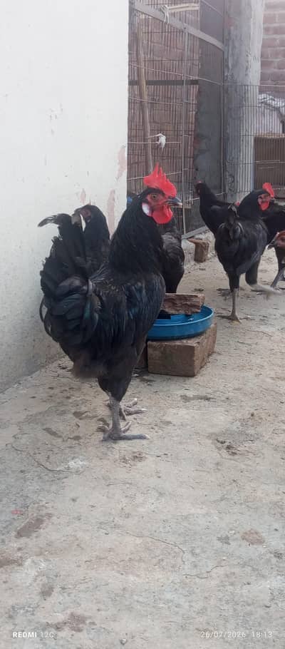Australorp 5 months male 18 piece 6 female. eggs laying hens also avail