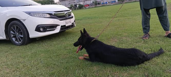 German shepherd| DOG female