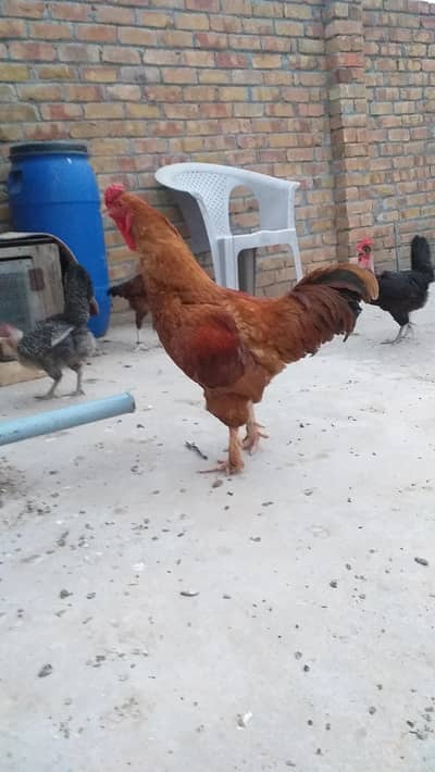 Aseel or Buff Cross Breder Murga