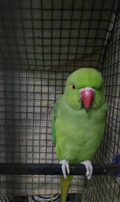 Green Parrots for Sale | Healthy & Active | Pair Available