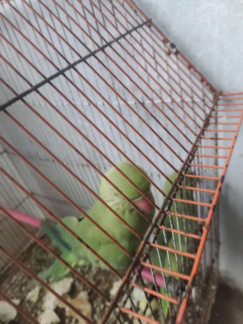 Green Parrots for Sale | Healthy & Active | Pair Available — photo 2