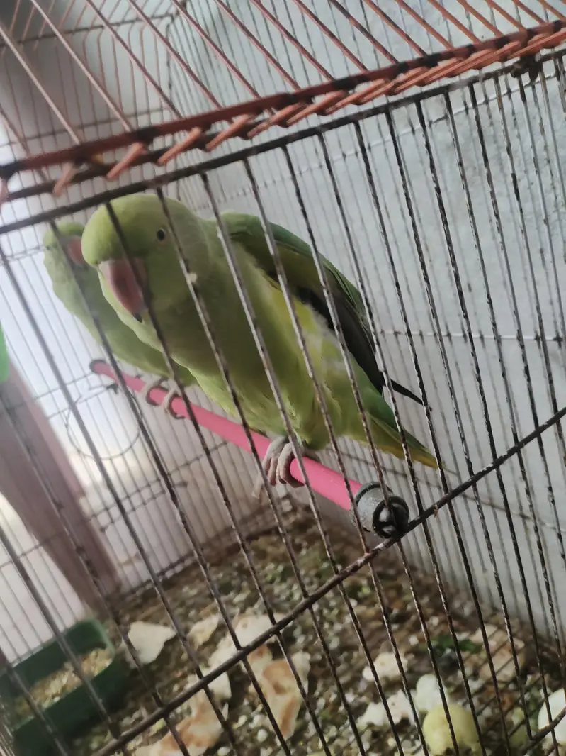 Green Parrots for Sale | Healthy & Active | Pair Available — photo 3