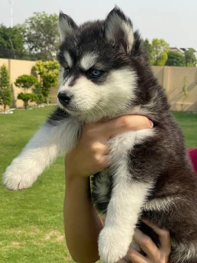 Siberian Husky pedigreed puppies | Male | Female