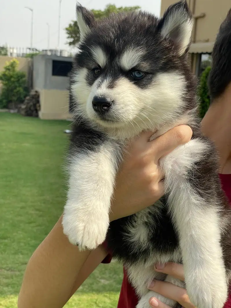 Siberian Husky pedigreed puppies | Male | Female — photo 2