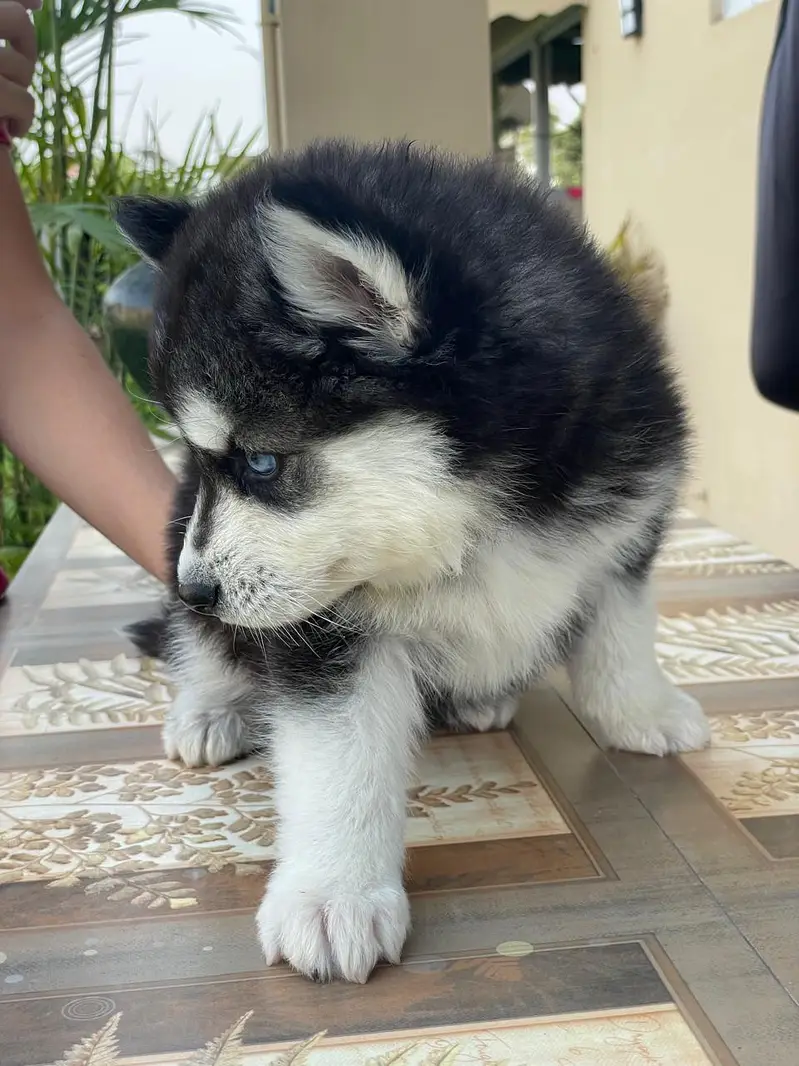 Siberian Husky pedigreed puppies | Male | Female — photo 3