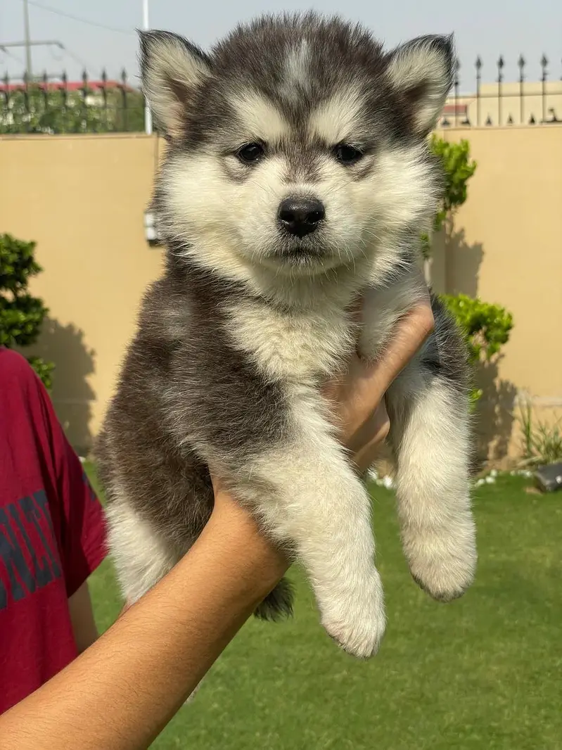 Siberian Husky pedigreed puppies | Male | Female — photo 4