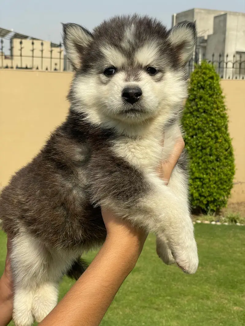 Siberian Husky pedigreed puppies | Male | Female — photo 5