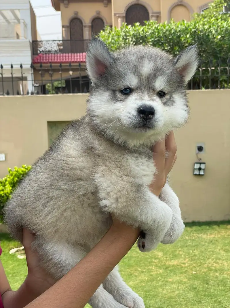 Siberian Husky pedigreed puppies | Male | Female — photo 6