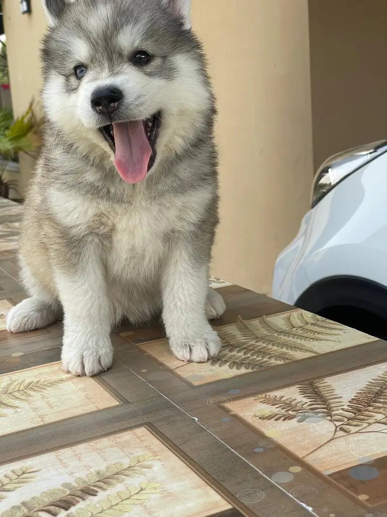 Siberian Husky pedigreed puppies | Male | Female — photo 7