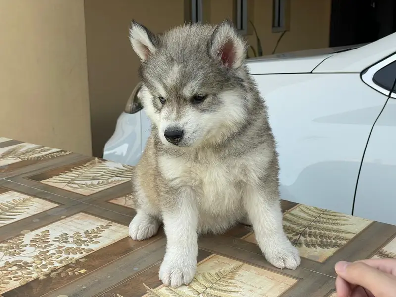Siberian Husky pedigreed puppies | Male | Female — photo 8
