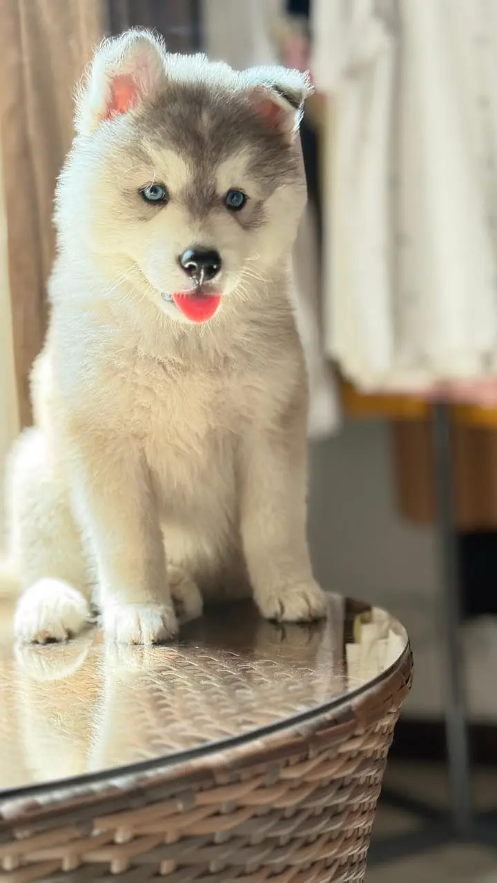 Siberian Husky pedigreed puppies | Male | Female — photo 9