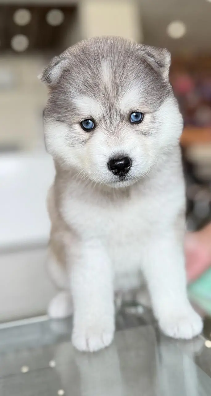 Siberian Husky pedigreed puppies | Male | Female — photo 10