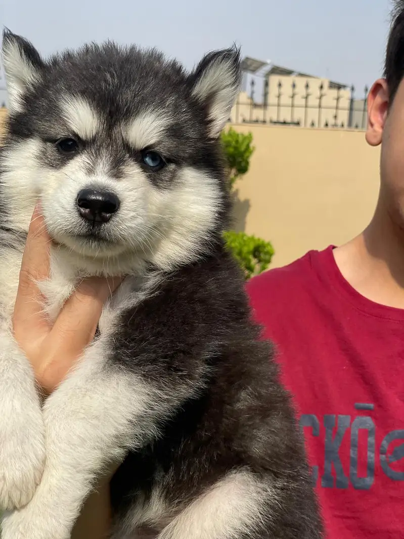 Siberian Husky pedigreed puppies | Male | Female — photo 11
