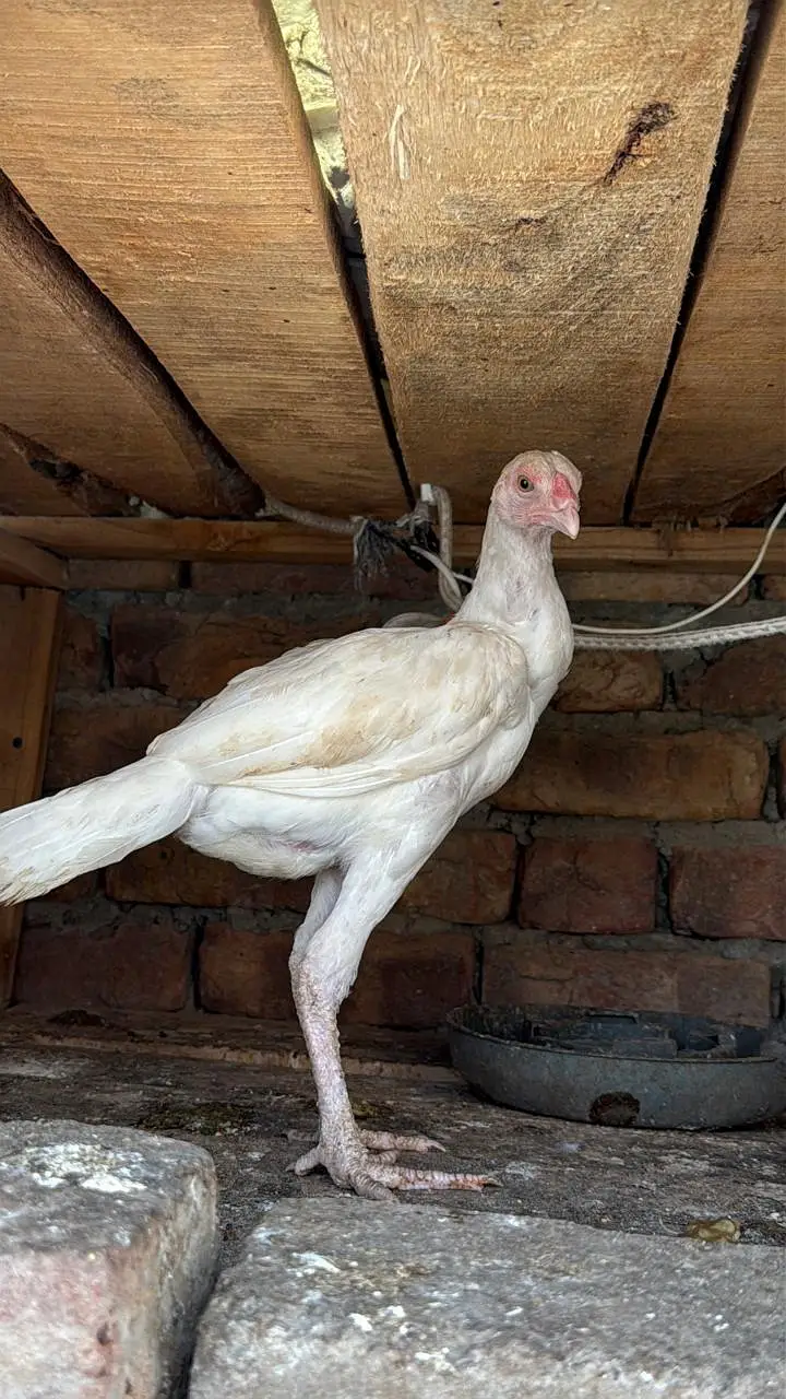 pure heera blood line pair for sale. — photo 2