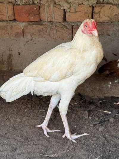 pure heera blood line pair for sale.