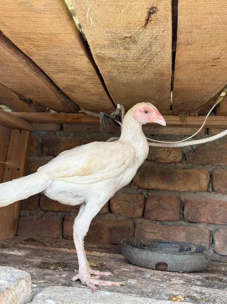 pure heera blood line pair for sale. — photo 3