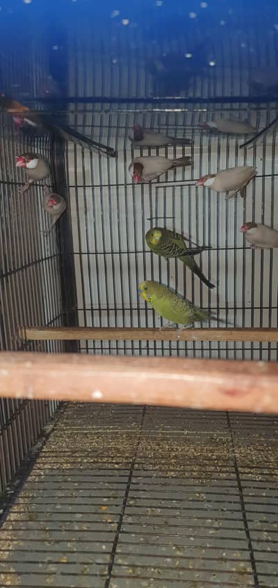 pair of split fawn java for sale