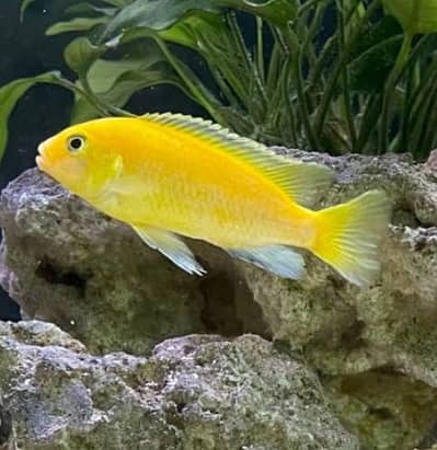 Fish yellow cichild