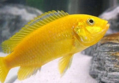 Fish yellow cichild 1