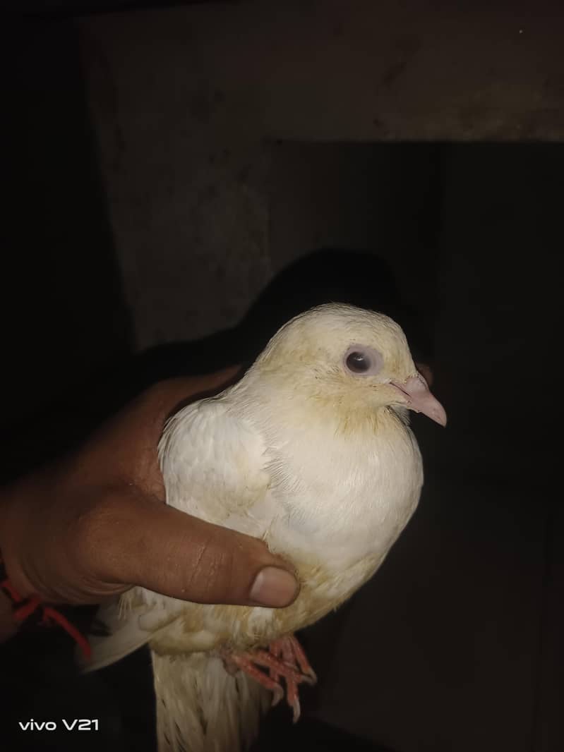 lahore 1