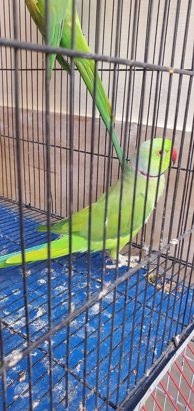 urgent sale serious buyer contact karyen