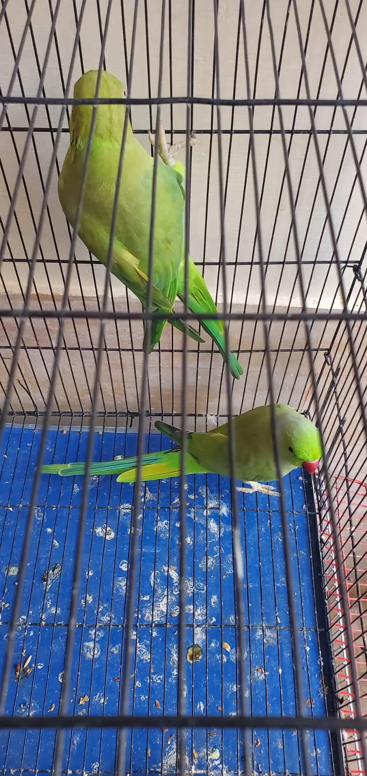 urgent sale serious buyer contact karyen — photo 2