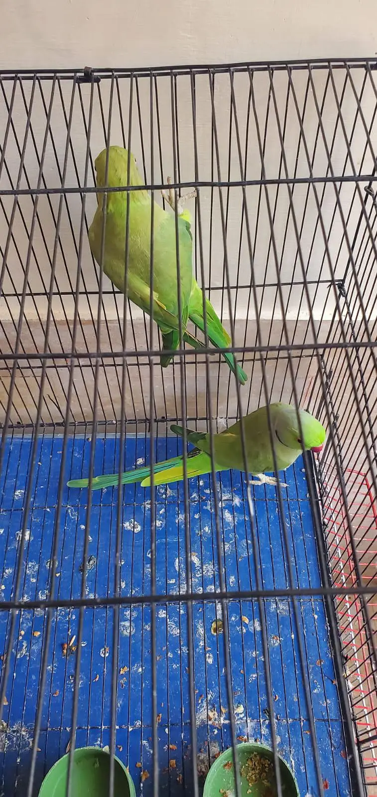 urgent sale serious buyer contact karyen — photo 4