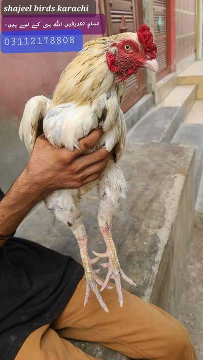 hi quality mianwali aseel