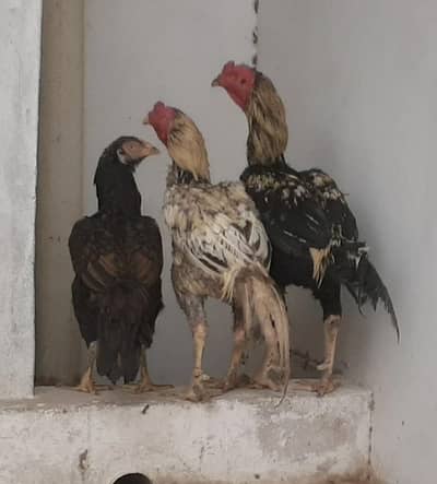 cock and hen for sale