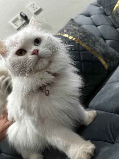 odd eye white Persian female cat_ 1 Year _ vaccinated _ triple coat