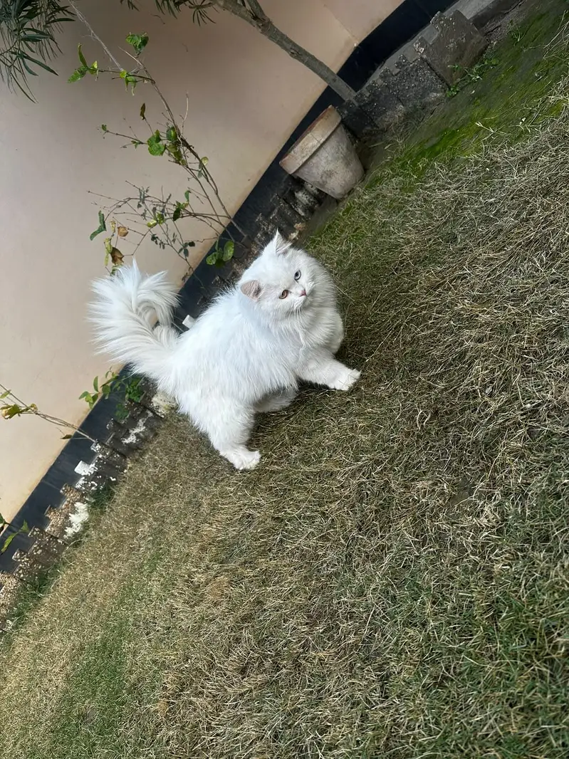odd eye white Persian female cat_ 1 Year _ vaccinated _ triple coat — photo 2