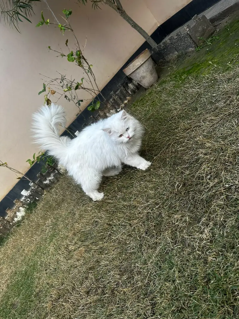 odd eye white Persian female cat_ 1 Year _ vaccinated _ triple coat — photo 3